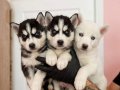 SAFKAN IŞILTILI MAVİ GÖZLÜ HUSKY YAVRULARI 