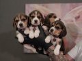 2 AYLIK SAFKAN BEAGLE YAVRULARI 