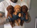 Kıvırcık Enerji Küpü Toy Poodle Yavruları