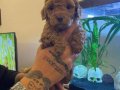 Kıvırcık Enerji Küpü Toy Poodle Yavruları