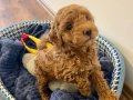 Kıvırcık Enerji Küpü Toy Poodle Yavruları