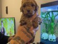 Kıvırcık Enerji Küpü Toy Poodle Yavruları