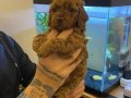 Kıvırcık Enerji Küpü Toy Poodle Yavruları