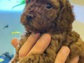 Kıvırcık Enerji Küpü Toy Poodle Yavruları