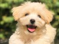Anti-Alerjik Maltipoo Yavruları