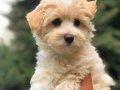 Anti-Alerjik Maltipoo Yavruları