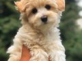 Anti-Alerjik Maltipoo Yavruları