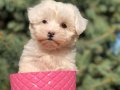 Anti-Alerjik Maltipoo Yavruları