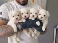 Gülen Surat Maltese Terrier Yavruları