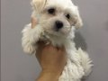 Gülen Surat Maltese Terrier Yavruları