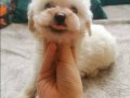 Gülen Surat Maltese Terrier Yavruları