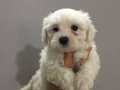 Gülen Surat Maltese Terrier Yavruları