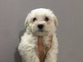 Gülen Surat Maltese Terrier Yavruları
