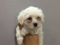 Gülen Surat Maltese Terrier Yavruları