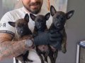 Maskeli Malinois Yavruları