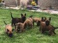 Maskeli Malinois Yavruları