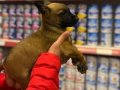 Maskeli Malinois Yavruları