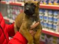 Maskeli Malinois Yavruları