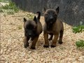 Maskeli Malinois Yavruları