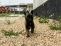 Maskeli Malinois Yavruları