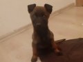 Maskeli Malinois Yavruları