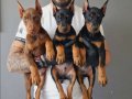 SAFKAN KİNG DOBERMAN YAVRULARI