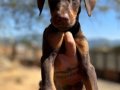 SAFKAN KİNG DOBERMAN YAVRULARI