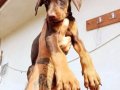 SAFKAN KİNG DOBERMAN YAVRULARI