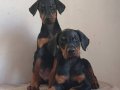 SAFKAN KİNG DOBERMAN YAVRULARI