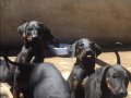 SAFKAN KİNG DOBERMAN YAVRULARI