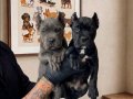 Karizmatik Bakışlı Cane Corso Yavruları