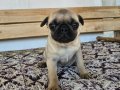 Kırışık Suratlı Pug Neşesi Kapınıza Geliyor