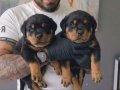 Safkan Geleceğin Güçlü Koruması Rottweiler