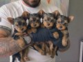 Sağlık Garantili 2 Aylık Mini Yorkshire Terrierler