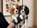 Neşe Katacak Maske Suratlı Cavalier King Charles Bebekleri