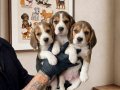 Aileye Neşe Katacak Safkan Elizabeth Beagle Yavruları