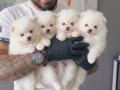 Kar Topu Pomeranian Spitz Yavruları