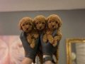 SAFKAN TOY POODLE YAVRULARI 