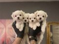 SAFKAN MALTESE TERRİER YAVRULARI 