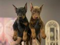SAFKAN DOBERMAN YAVRULARI 