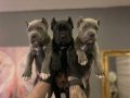 SAFKAN CANE CORSO YAVRULARI 
