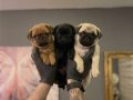 SAFKAN PUG YAVRULARI 