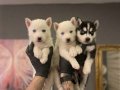 SAFKAN HUSKY YAVRULARI 