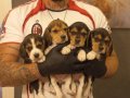 SAFKAN ELİZABETH BEAGLE YAVRULARI 