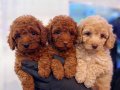 SAFKAN TOY POODLE YAVRULARI 