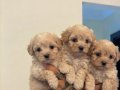 SAFKAN MALTİPOO YAVRULARI 