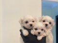 SAFKAN MALTESE TERRİER YAVRULARI 