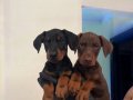 SAFKAN DOBERMAN YAVRULARI 