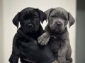 SAFKAN CANE CORSO YAVRULARI 