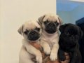 SAFKAN PUG YAVRULARI 